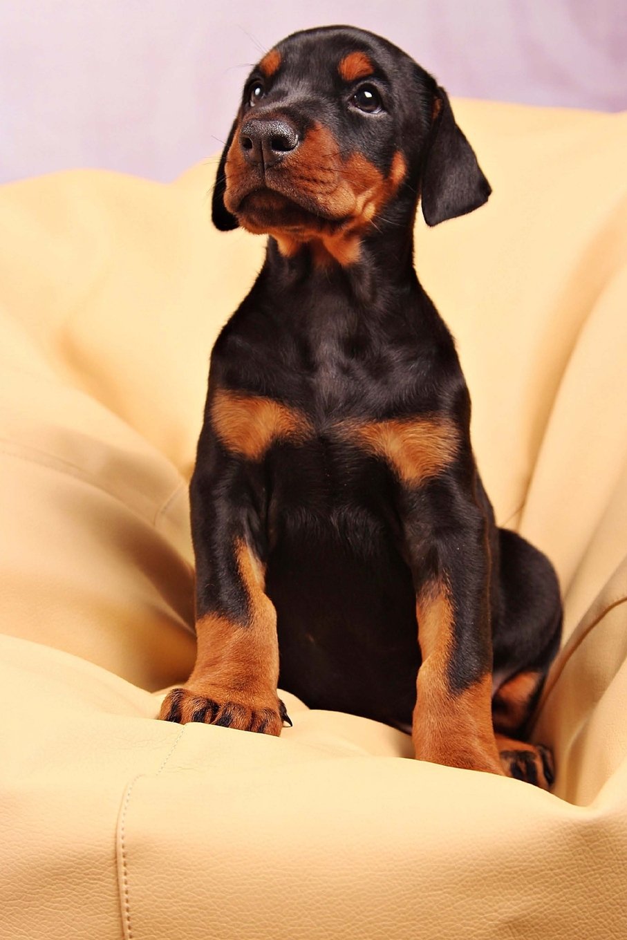 Portrait of Ivy, a black and rust Doberman, head-on with her ears up.